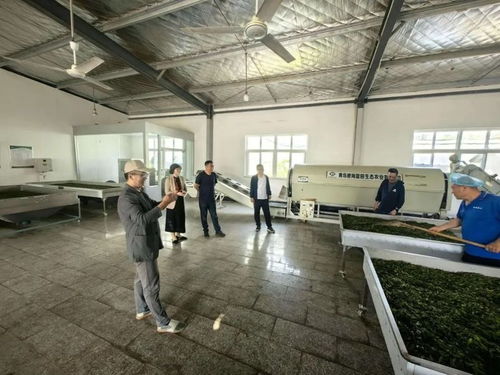 青岛市首家 我区两家茶企产品荣获生态低碳茶认证